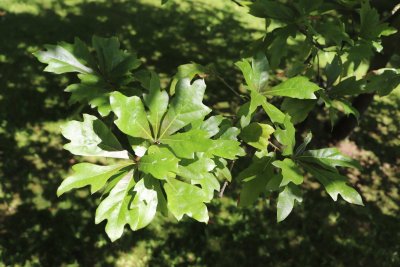 Quercus nigra - dub černý - listy